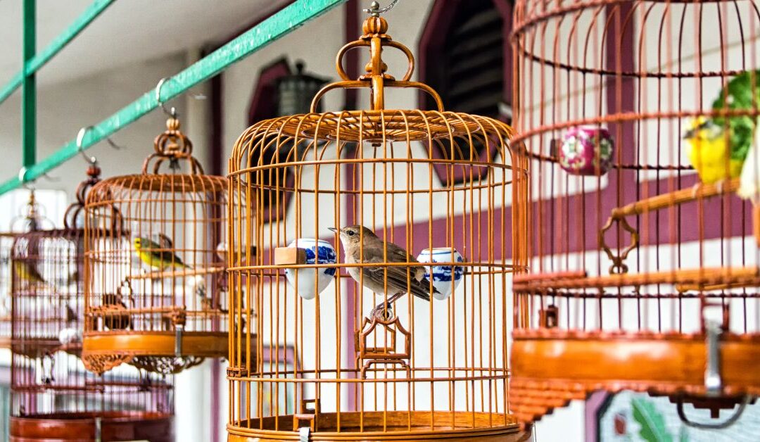 Bring Nature Home: How Bird & Wildlife Accessories Can Transform Your Space